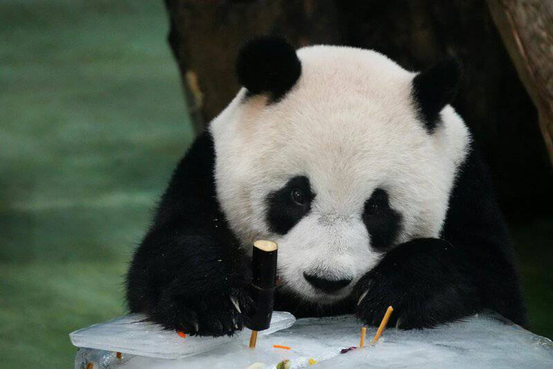 Giant Panda Stem Cells Could Save Endangered Species &#8211; Lab-Grown Conservation