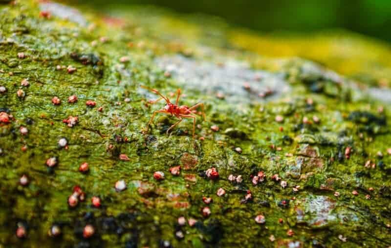 Scientists Just Discovered Blue Ants- and They Are Incredibly Rare