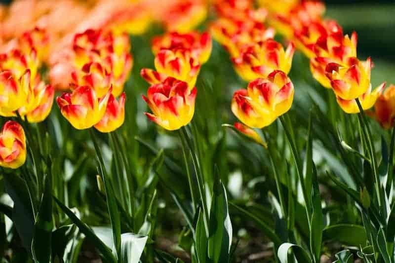 Forbidden Colors for Bugs? These Mediterranean Rebels Spot Red Anyway.