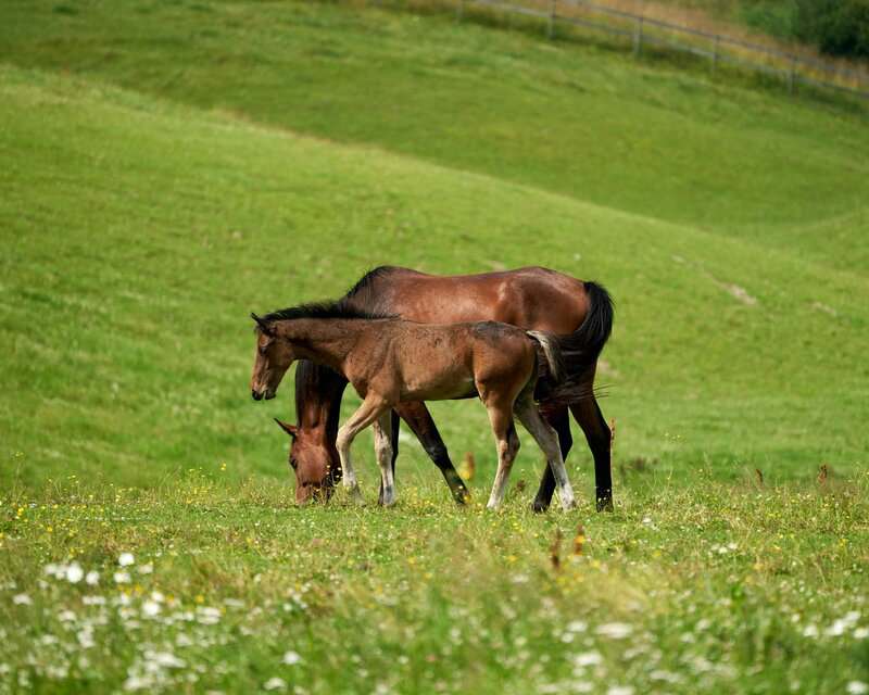 Scientists Decode Horse Facial Expressions to Better Understand Their Emotions