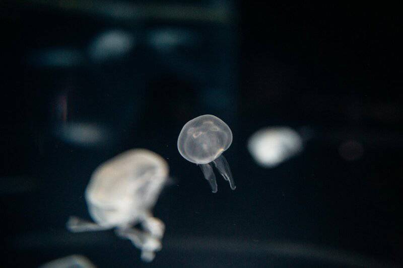 Beyond the Sting: How 21st-Century Science is Unlocking the Complex Social Networks of Jellyfish