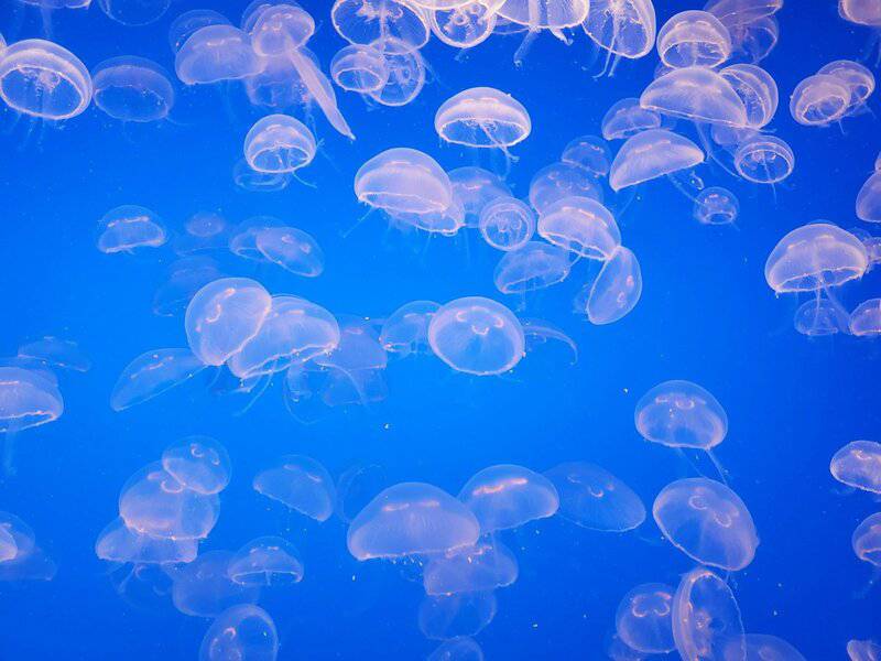 Beyond the Sting: How 21st-Century Science is Unlocking the Complex Social Networks of Jellyfish
