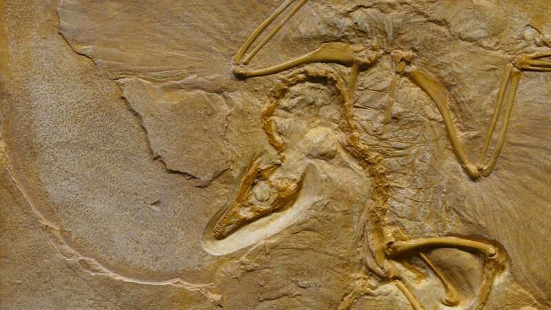 600-Million-Year-Old Body Symmetry Mechanism Found in Sea Anemones