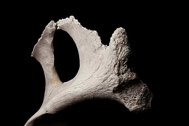 Bone-Eating Worms Have Been Cleaning Ocean Floors for Over 100 Million Years