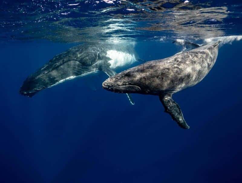 The Ocean&#8217;s Missing Sound: Why Whales Can&#8217;t Hear Each Other Anymore