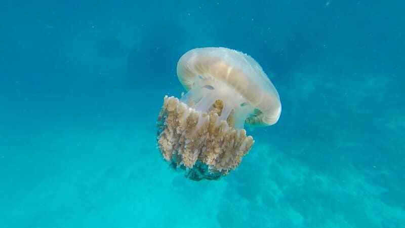 Beyond the Sting: How 21st-Century Science is Unlocking the Complex Social Networks of Jellyfish