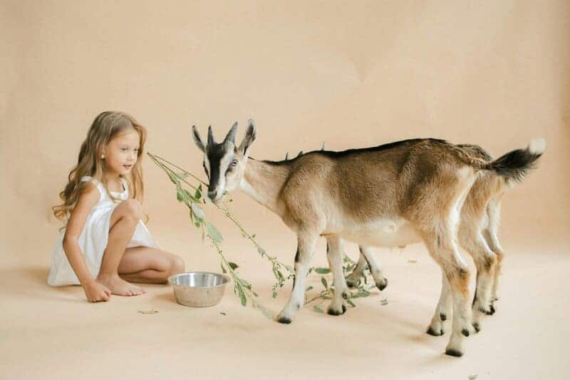 15 Things Scientists Have Cloned (and Why)