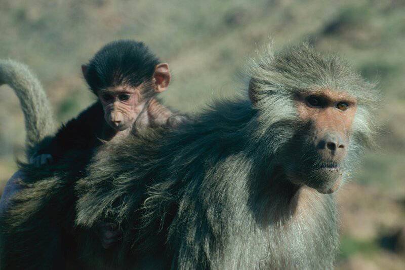 The Mirror Test Results: 23 Animals That Actually Recognize Themselves