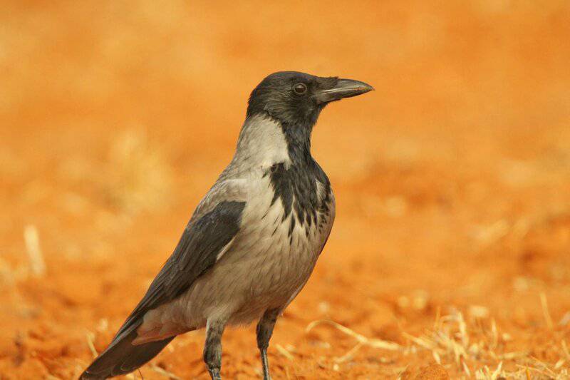These Crows That Hold 25-Year Grudges and Pass Their Hatred Down Through Generations
