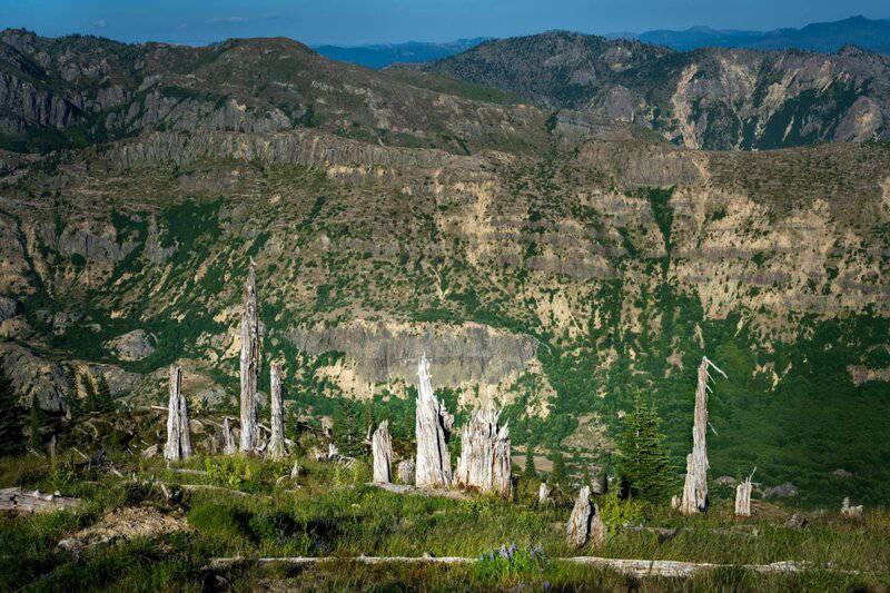 Why Forests Around the World Are Suddenly Glowing at Night