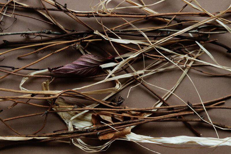 The 106-Acre Monster: How One Living Thing Became an Entire Forest