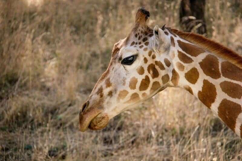 15 Species With the Strangest Mating Rituals—Explained by Science