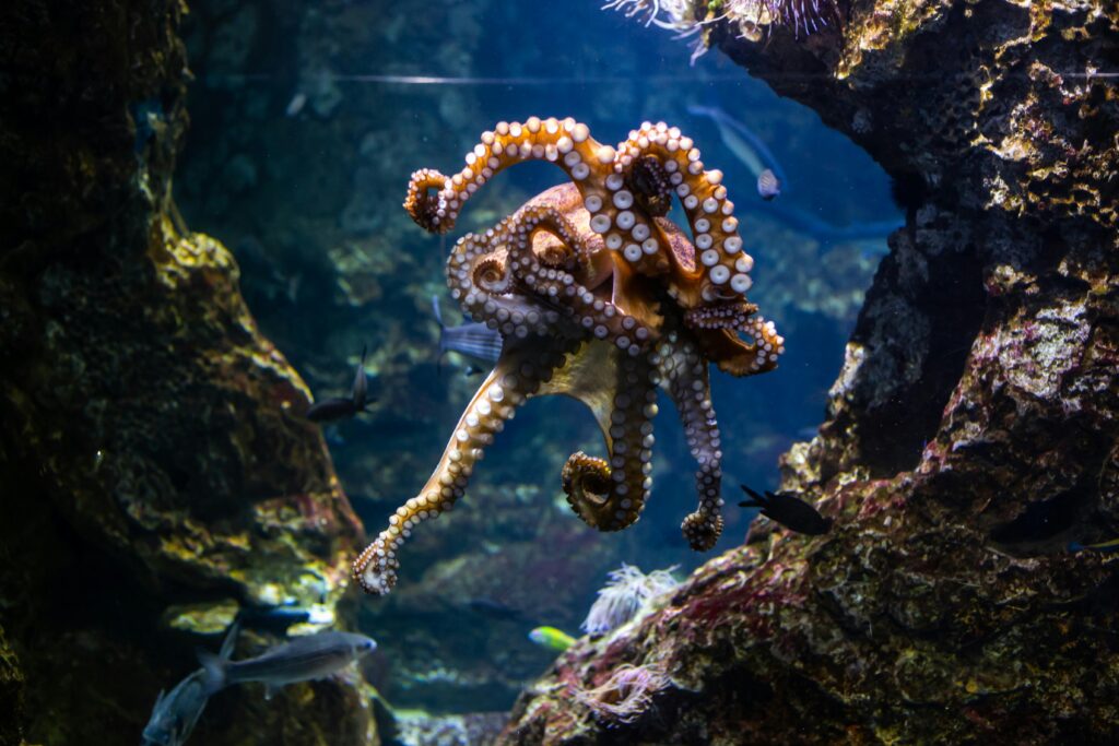 How Octopuses Became the Ocean&#8217;s Smartest Invertebrates — 25 Problem-Solving Abilities