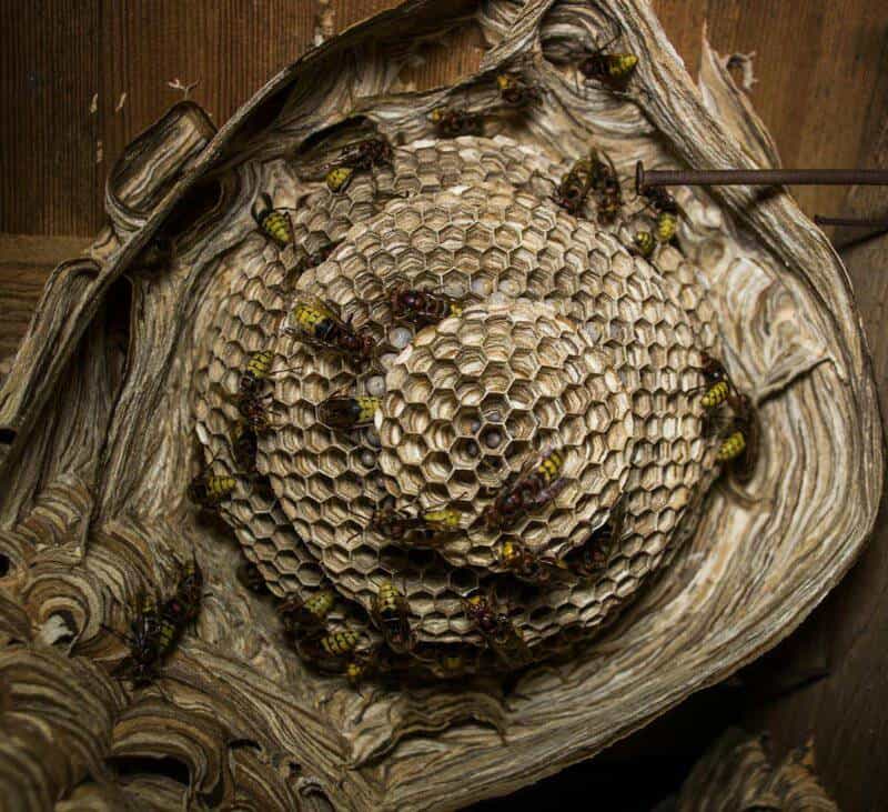 30 Animals Whose Building Skills Rival Human Engineers