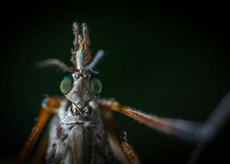 Scientists Discover Why Some People Are 100X More Attractive to Mosquitoes (And It&#8217;s 67% Genetic)