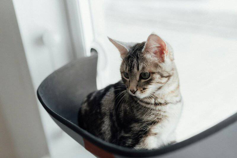 Indoor vs. Outdoor Cats: 23 Things to Know Before You Make a Decision