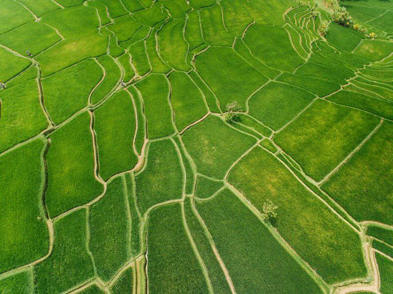 Plants Are Screaming When You Cut Them—We Just Couldn&#8217;t Hear It