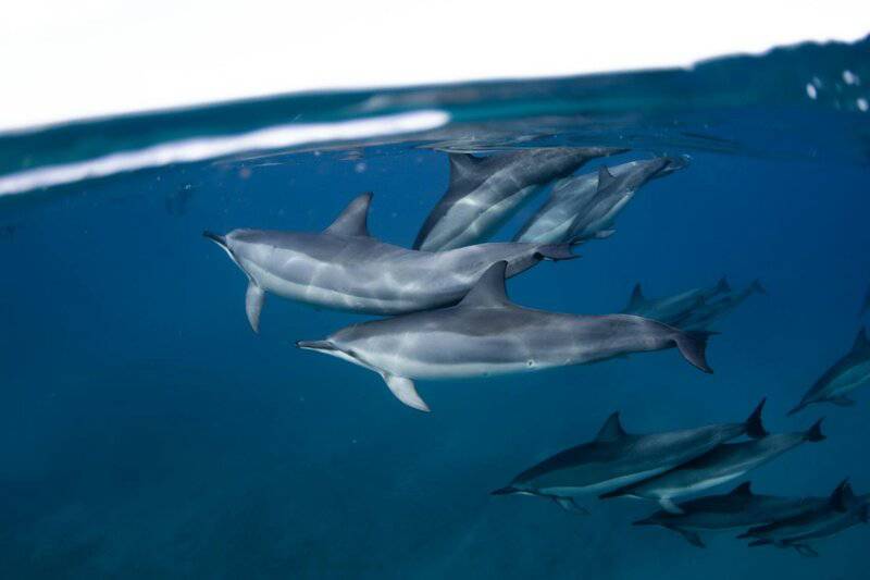 Why Dolphins Are Deliberately Teaching Their Young to Hate Humans