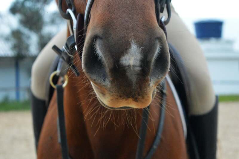 Scientists Decode Horse Facial Expressions to Better Understand Their Emotions