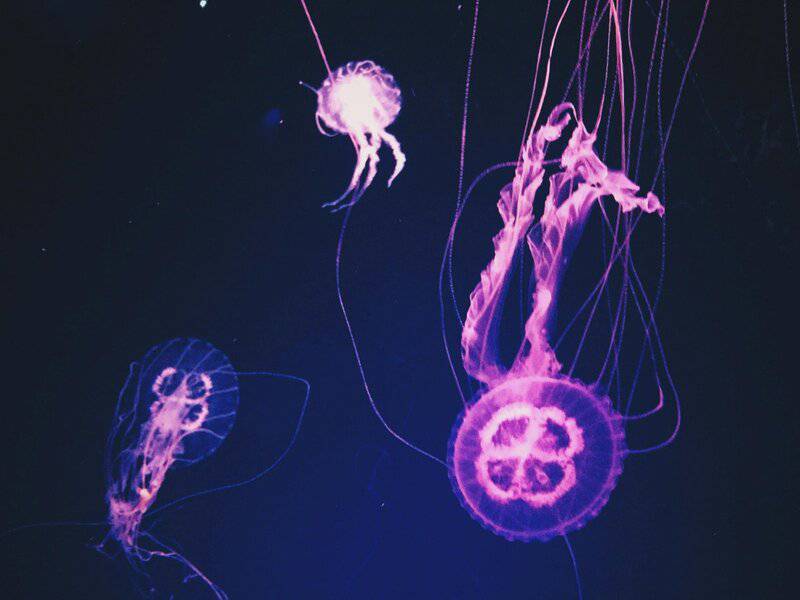 Beyond the Sting: How 21st-Century Science is Unlocking the Complex Social Networks of Jellyfish