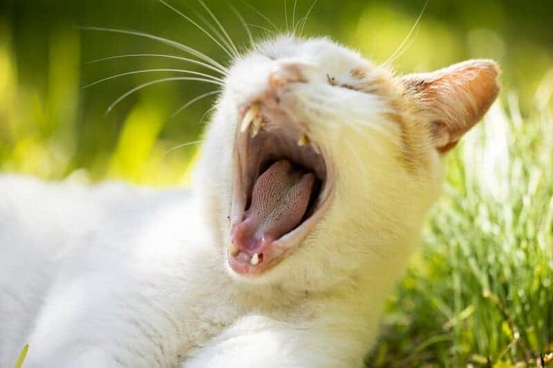 The Science Behind Why Cats Purr: Understanding Your Feline&#8217;s Communication