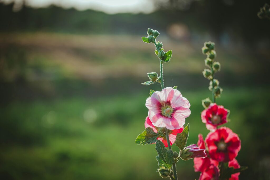 The Darwin Experiments You Never Learned About in School