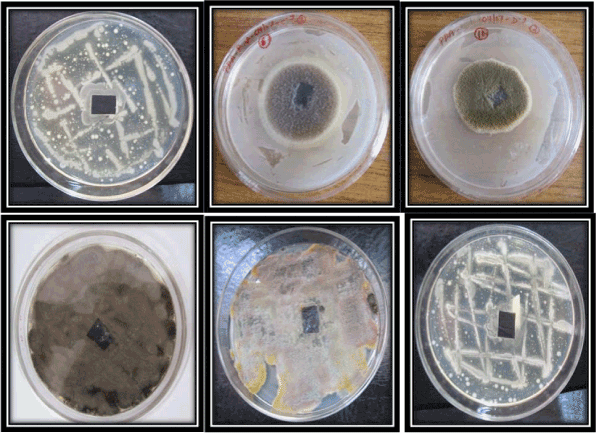 The Bacteria That Eat Plastic Waste Are Evolving Faster Than Expected