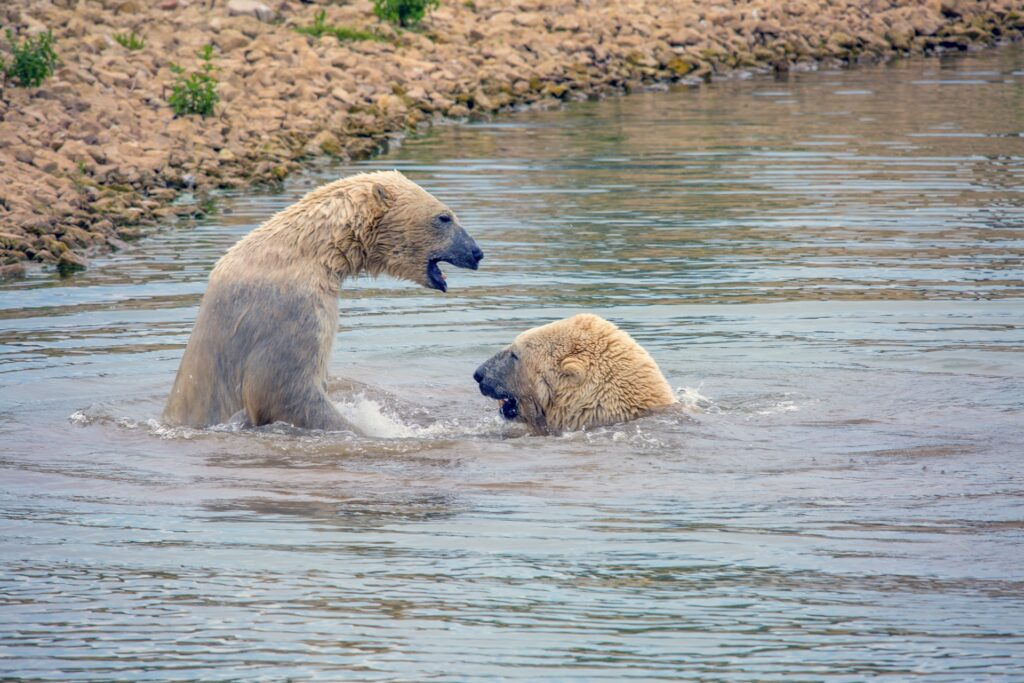 Arctic Gold Rush: Mapping the Polar Region&#8217;s Untapped Resources and Scientific Secrets