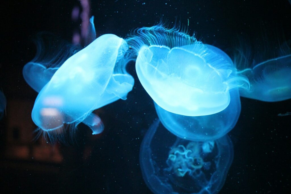 Scientists Discover Immortal Jellyfish That Reverses Aging Process