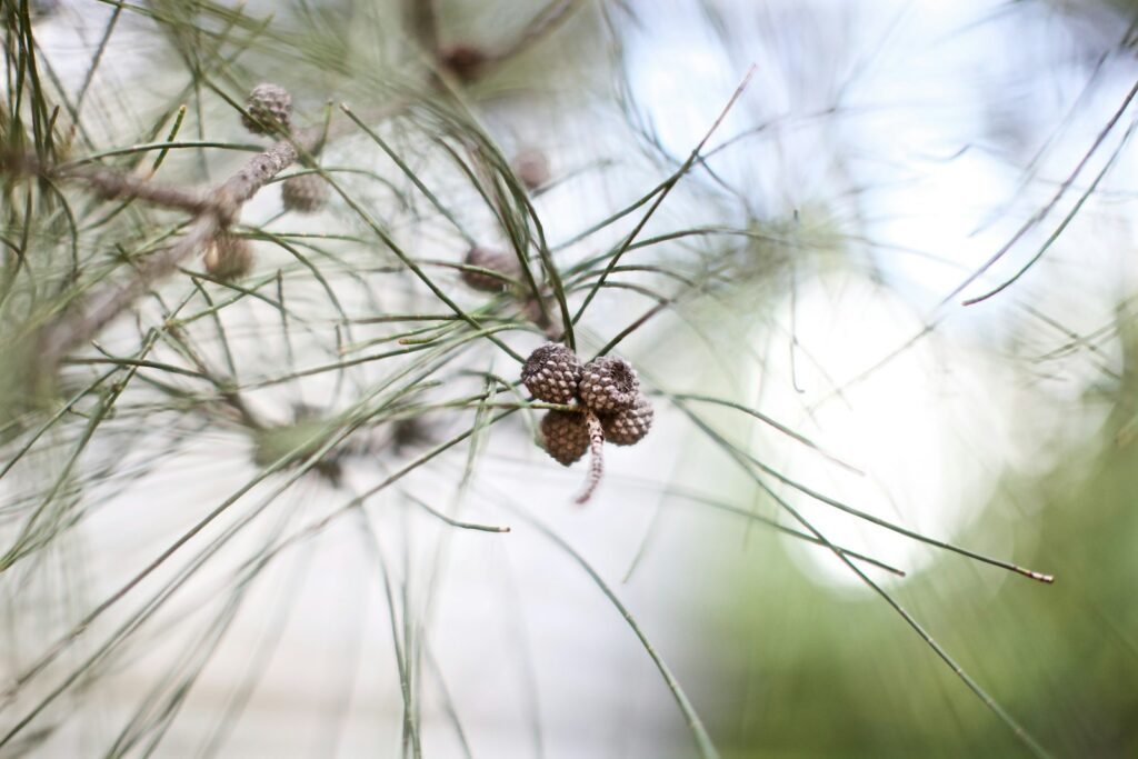 24 Plants Waging Chemical Wars You Never Knew Were Happening