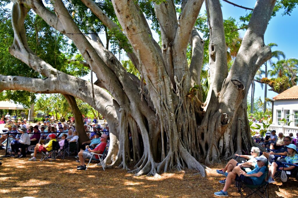 The Tree That&#8217;s Been Sending Secret Messages for 500 Years