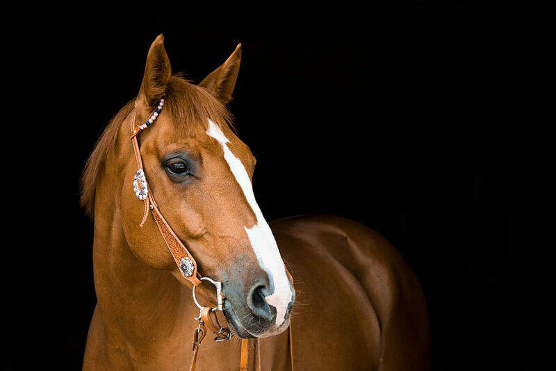 Scientists Decode Horse Facial Expressions to Better Understand Their Emotions