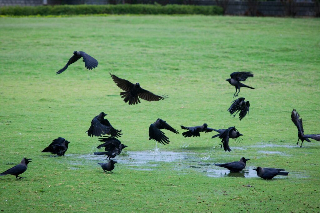 These Crows That Hold 25-Year Grudges and Pass Their Hatred Down Through Generations