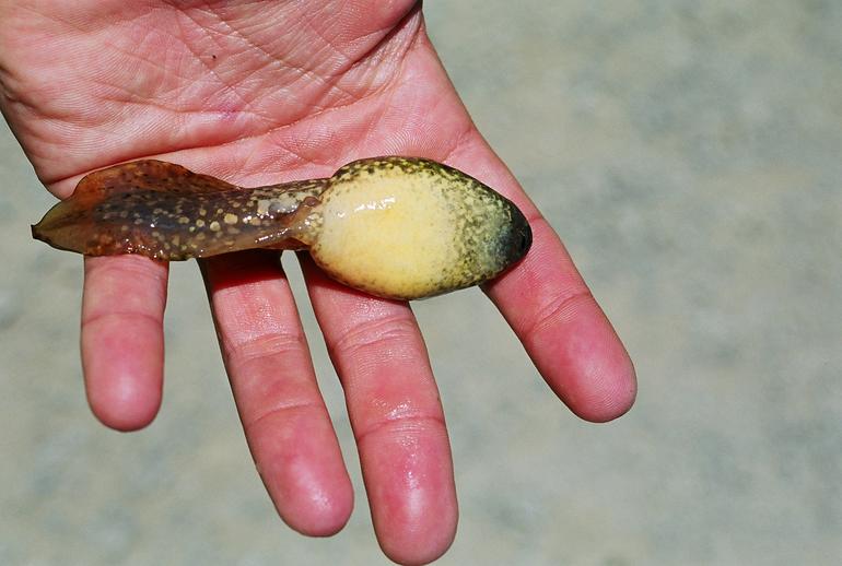 Don’t Touch These: 15 Poisonous Animals Found in Your Backyards