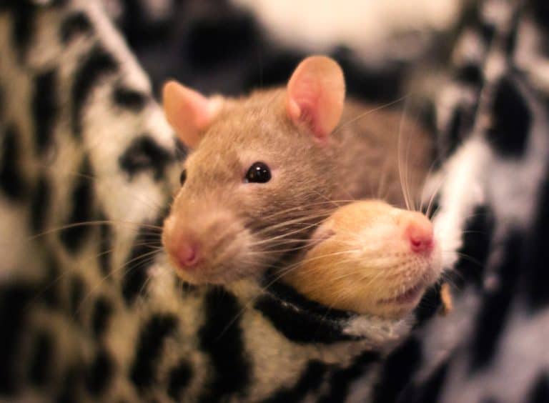 Do Mice Have Hearts of Gold? Studies Show They Can Be &#8220;Good Samaritans&#8221;