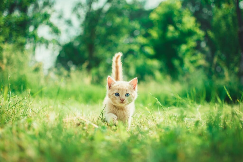 Indoor vs. Outdoor Cats: 23 Things to Know Before You Make a Decision