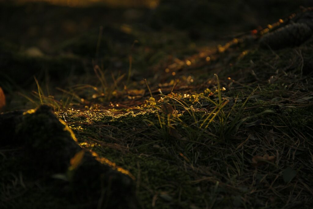 Why Forests Around the World Are Suddenly Glowing at Night