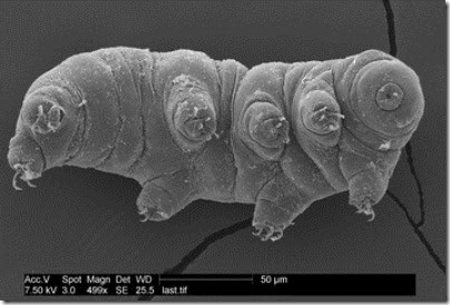 The Animal That Walked Into a Nuclear Reactor and Came Out Stronger