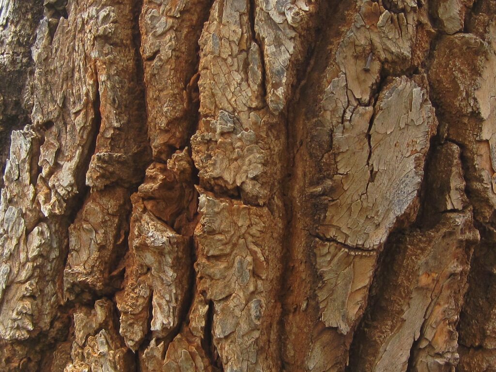 The Tree That&#8217;s Been Sending Secret Messages for 500 Years