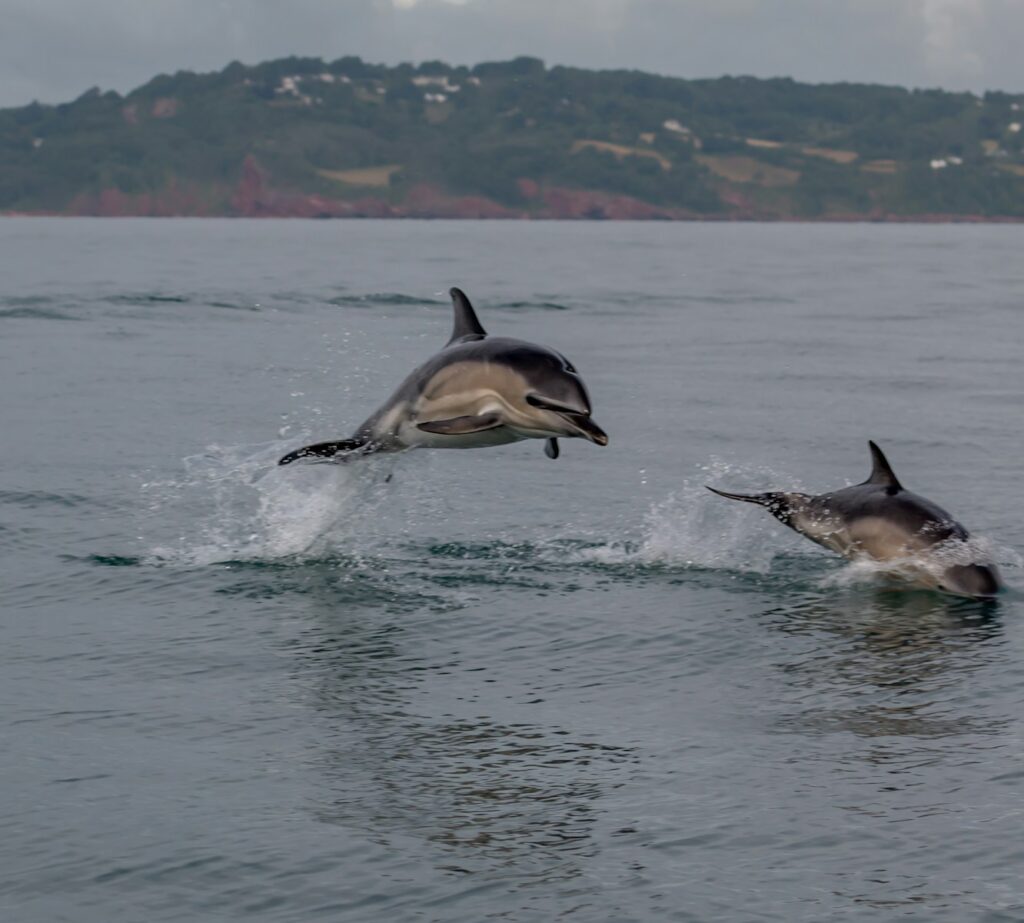 Why Dolphins Are Deliberately Teaching Their Young to Hate Humans