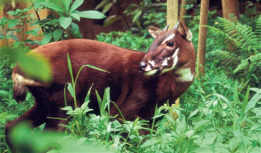 20 Animals That Are Close To Going Extinct