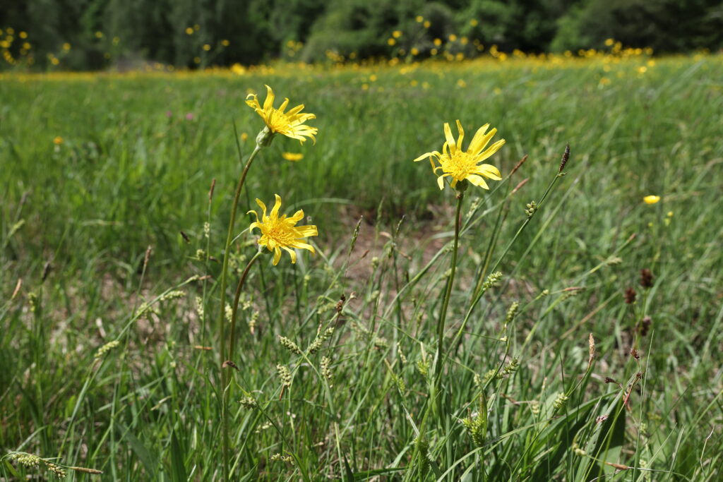 The Shapeshifters: Plants That Become Invisible to Survive
