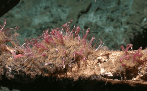 Bone-Eating Worms Have Been Cleaning Ocean Floors for Over 100 Million Years