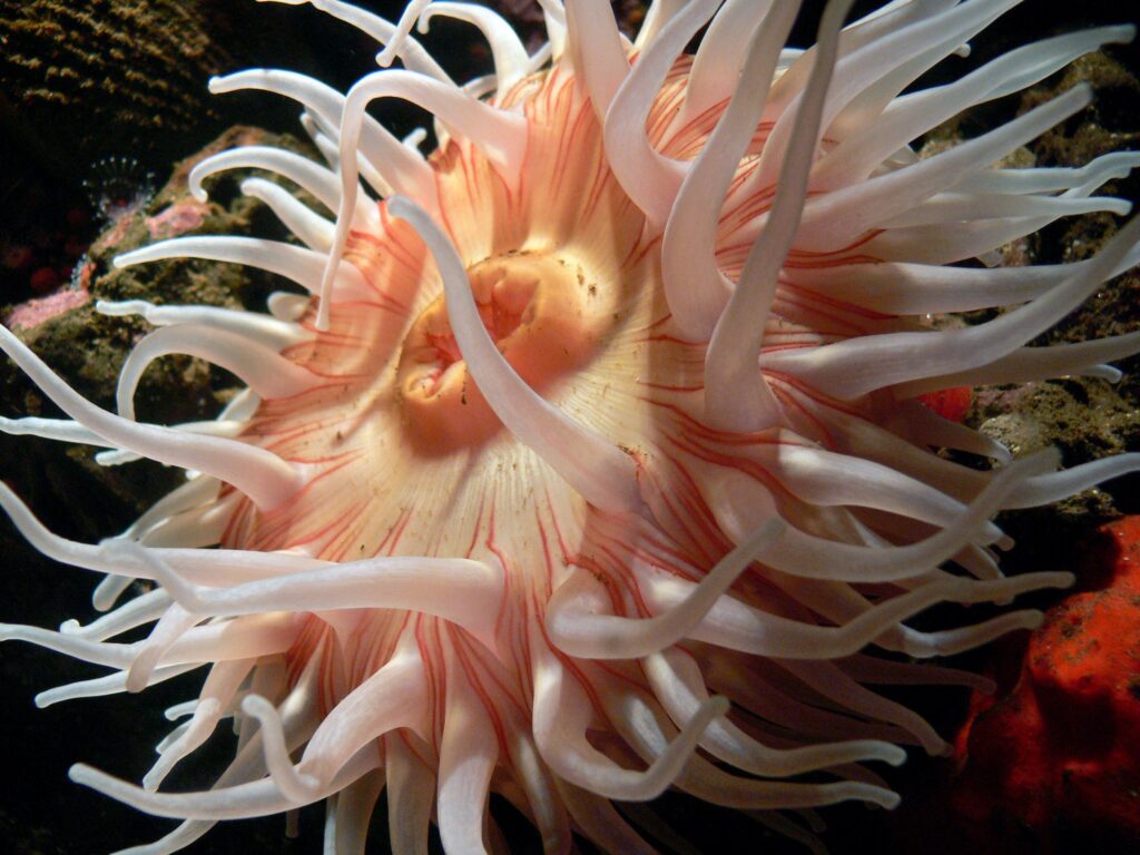 600-Million-Year-Old Body Symmetry Mechanism Found in Sea Anemones