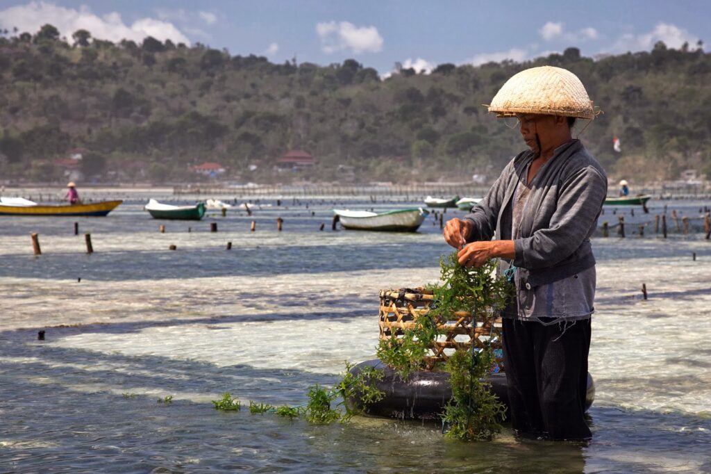 How Seaweed Farming Could Feed the World After Nuclear War