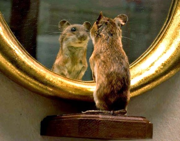 Do Mice Have Hearts of Gold? Studies Show They Can Be &#8220;Good Samaritans&#8221;