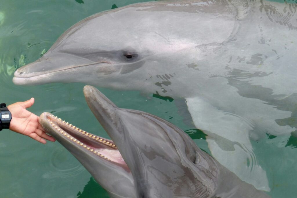 Dolphins Have Secret Names—And They Remember Them for Their Entire Lives