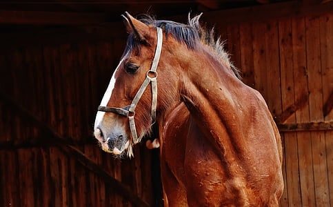 Scientists Decode Horse Facial Expressions to Better Understand Their Emotions
