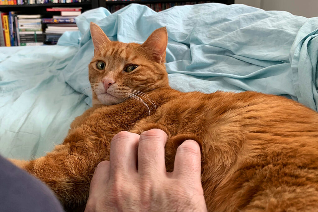 Why Your Cat&#8217;s Purr Is Literally Healing You—The Frequency That Repairs Bones