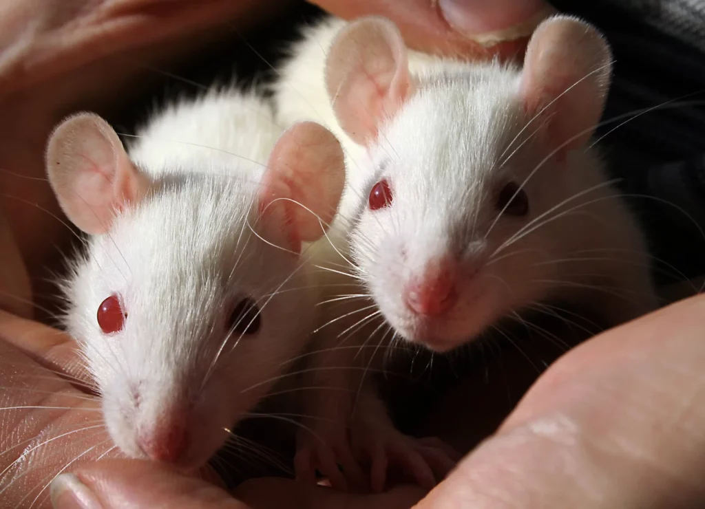 Do Mice Have Hearts of Gold? Studies Show They Can Be &#8220;Good Samaritans&#8221;